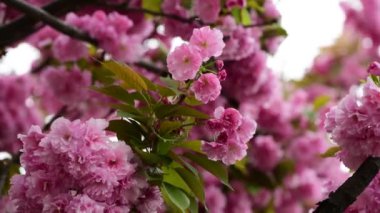 Sakura ağaç çiçekleri makro doğa bahar zaman flora 4k video kadar yakın