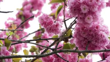 Sakura ağaç çiçekleri makro doğa bahar zaman flora 4k video kadar yakın