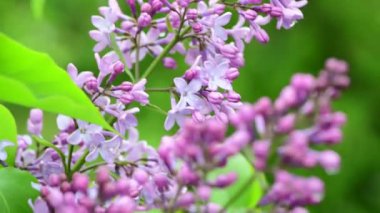 Bahar doğa çiçekleri bahçe mor yağmur altında leylak açan 4k video