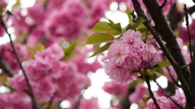 Sakura ağaç çiçekleri makro doğa bahar zaman flora 4k video kadar yakın