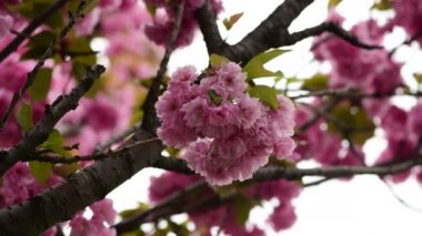 Sakura ağaç çiçekleri makro doğa bahar zaman flora 4k video kadar yakın
