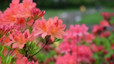 Rhododendron çiçekler doğa makro video 4k kadar yakın