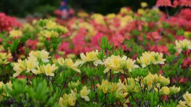 Rhododendron çiçekler doğa makro video 4k kadar yakın