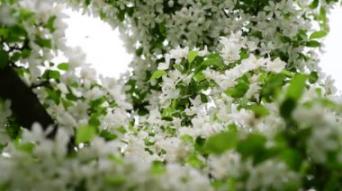 Elma ağacı çiçeklerbahar beyaz uyanış doğa rengi erken makro 4k video