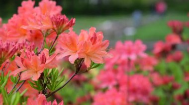Rhododendron çiçekler doğa makro video 4k kadar yakın