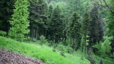 Bahar yeşil ladin orman doğa 4k video manzara montain Ukrayna