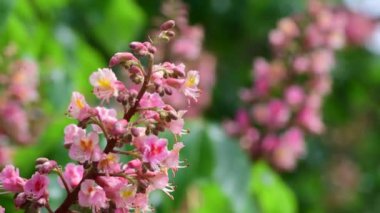 Nice pembe kestane ağacı çiçek dalı 4k video bahar doğa yakın