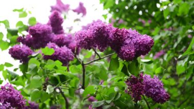 Bahar doğa çiçekleri bahçe mor yağmur altında leylak açan 4k video