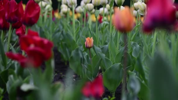 Ładny Tulipan Kolor Wiosna Przebudzenie Natura Wideo — Wideo stockowe