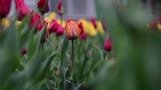 Красивый Тюльпан Весенний Цветок Пробуждение Природы Видео — стоковое видео