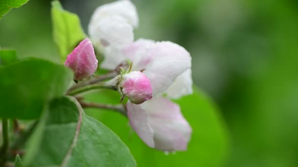 Μήλο Άνθη Δέντρο Άνοιξη Λευκό Ξύπνημα Φύση Χρώμα Πρώιμη Μακροεντολή — Αρχείο Βίντεο