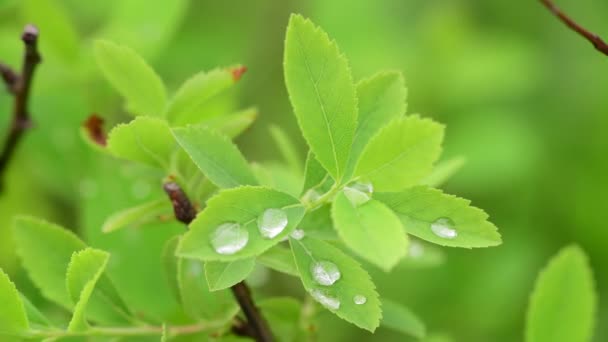 苹果树花春天白色唤醒自然颜色早期宏4K视频 — 图库视频影像