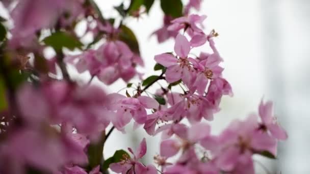 Sakura Arbre Fleurs Fermer Macro Nature Printemps Temps Flore Vidéo — Video