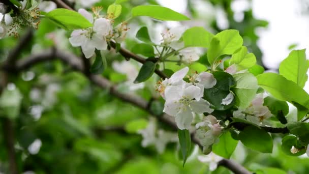 Flores Árvore Maçã Primavera Branco Despertar Cor Natureza Início Macro — Vídeo de Stock