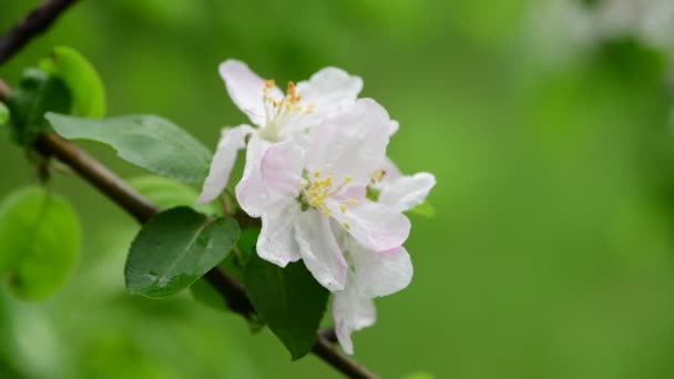 Цветы Яблони Весной Белый Пробуждение Цвета Природы Ранний Макрос Видео — стоковое видео