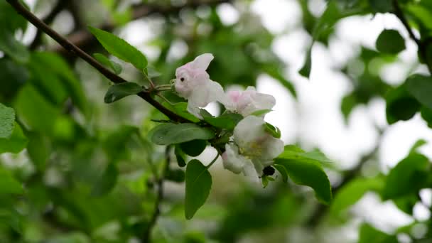 Apfelbaum Blumen Frühling Weiß Erwachen Natur Farbe Früh Makro Video — Stockvideo