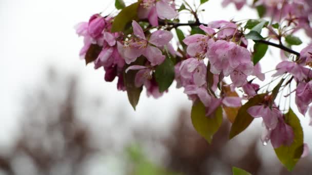 Sakura Árvore Flores Fechar Macro Natureza Primavera Tempo Flora Vídeo — Vídeo de Stock