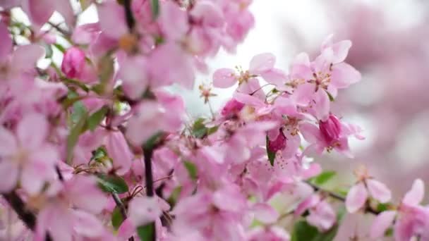 Sakura Baum Blumen Nahaufnahme Makro Natur Frühling Zeit Flora Video — Stockvideo