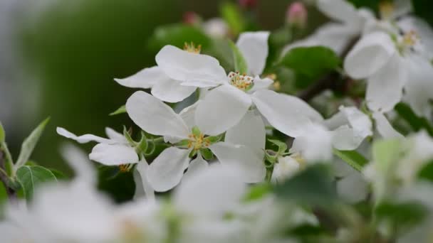 Manzano Flores Primavera Blanco Despertar Naturaleza Color Temprano Macro Video — Vídeo de stock