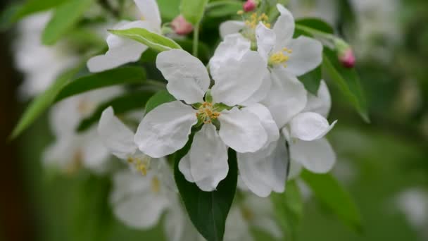 Apple Tree Flowers Spring White Awakening Nature Color Early Macro — Stock Video