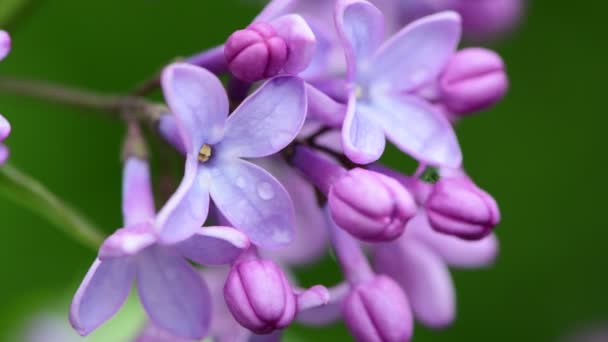 Árboles Jardín Lila Bajo Lluvia Naturaleza Primavera Botánica Video — Vídeo de stock