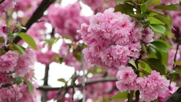 Sakura Tree Flowers Närbild Makro Natur Vårtid Flora Video — Stockvideo