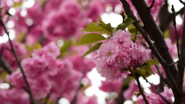 Sakura Tree Flowers Närbild Makro Natur Vårtid Flora Video — Stockvideo