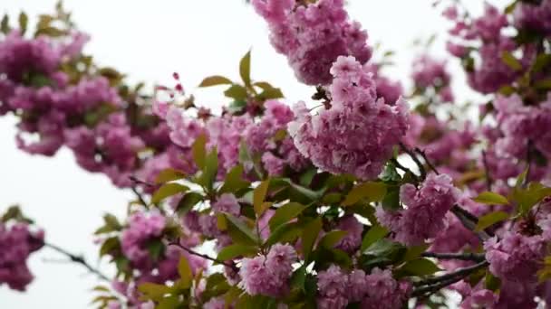 Sakura Baum Blumen Nahaufnahme Makro Natur Frühling Zeit Flora Video — Stockvideo