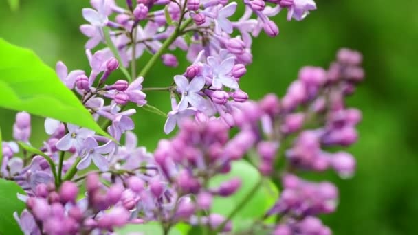 Árboles Jardín Lila Bajo Lluvia Naturaleza Primavera Botánica Video — Vídeo de stock