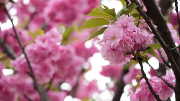 Sakura Boom Bloemen Close Macro Natuur Lente Tijd Flora Video — Stockvideo