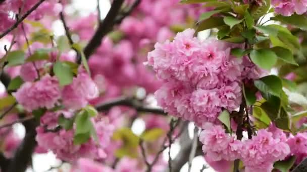 Sakura Tree Flowers Närbild Makro Natur Vårtid Flora Video — Stockvideo