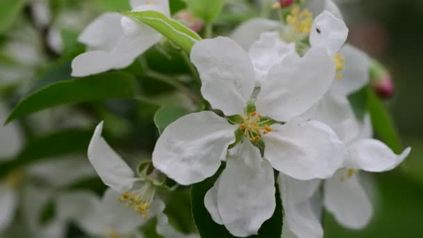 Biały Drzewa Jabłko Kwiaty Natura Przebudzenie Sprężyna Kolor Początku Makro — Wideo stockowe