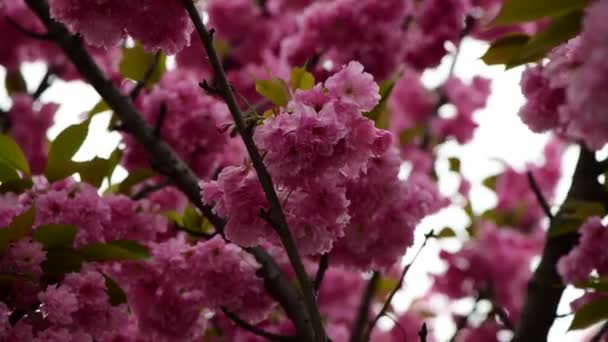 Sakura Albero Fiori Vicino Macro Natura Primavera Tempo Flora Video — Video Stock