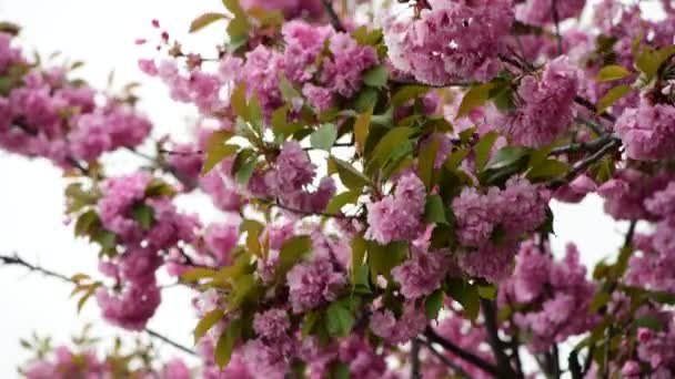 Sakura Δέντρο Λουλούδια Κοντά Στη Μακρο Φύση Άνοιξη Χρόνο Χλωρίδα — Αρχείο Βίντεο