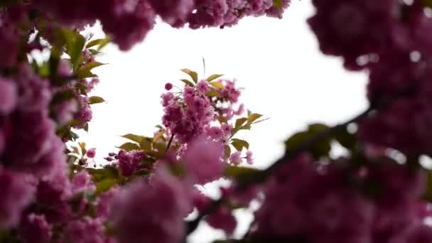 Sakura Boom Bloemen Close Macro Natuur Lente Tijd Flora Video — Stockvideo