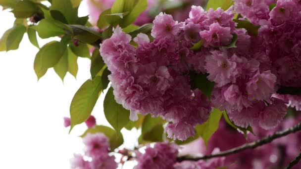 Sakura Arbre Fleurs Fermer Macro Nature Printemps Temps Flore Vidéo — Video