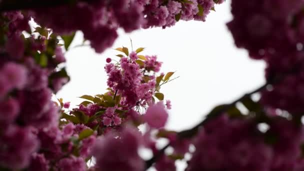 Sakura Boom Bloemen Close Macro Natuur Lente Tijd Flora Video — Stockvideo