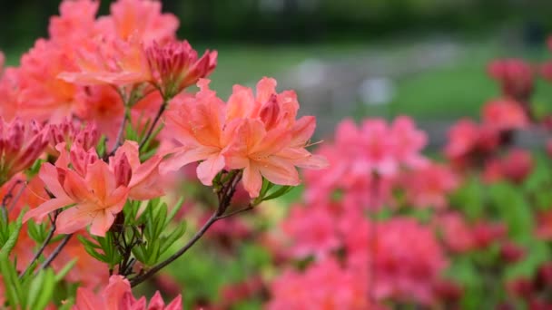 Rhododendron Flowers Nature Close Macro Video — Stock Video