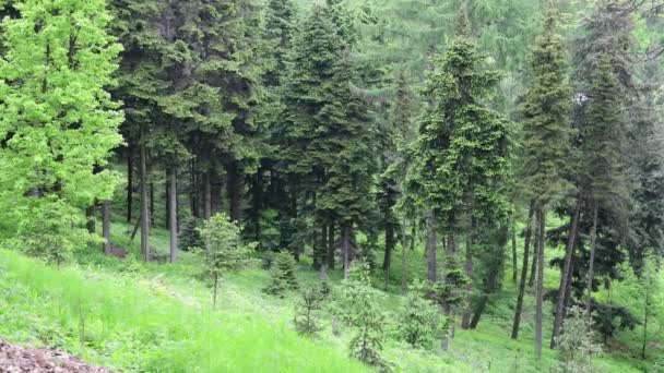 春の緑のスプルース森林の自然 ビデオ風景 モンテイン ウクライナ — ストック動画