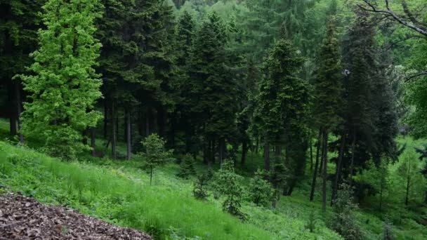 Primavera Verde Abeto Floresta Natureza Vídeo Paisagem Montain Ucrânia — Vídeo de Stock