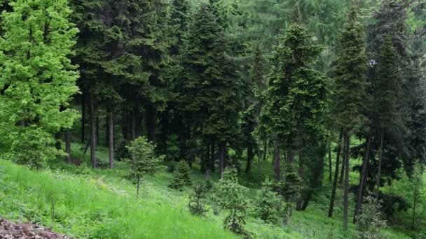 Lente Groen Spruce Bos Natuur Video Landschap Montain Oekraïne — Stockvideo