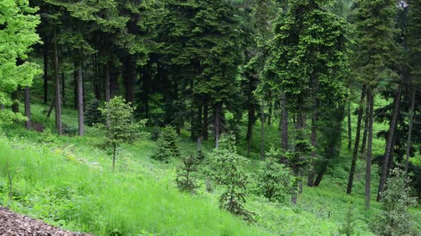 Spring Green Spruce Forest Nature Video Landscape Montain Ukraine — Stock Video