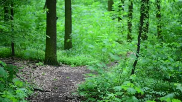 Våren Gröna Skogen Lämnar Färg Natur Uppvaknande Video — Stockvideo