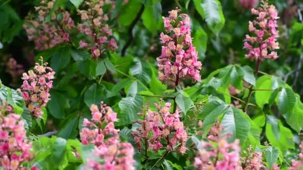 Bom Rosa Castanha Árvore Flor Ramo Vídeo Primavera Natureza Close — Vídeo de Stock