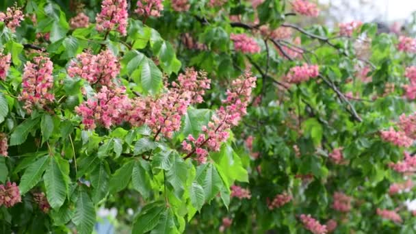 Nice Pink Chestnut Tree Flower Branch Video Våren Natur Närbild — Stockvideo