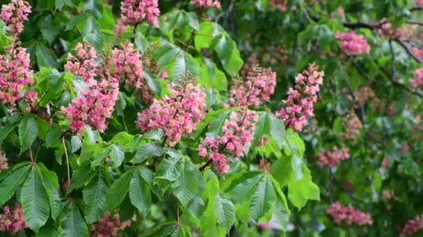 Nice Pink Chestnut Tree Flower Branch Video Spring Nature Close — Stock Video