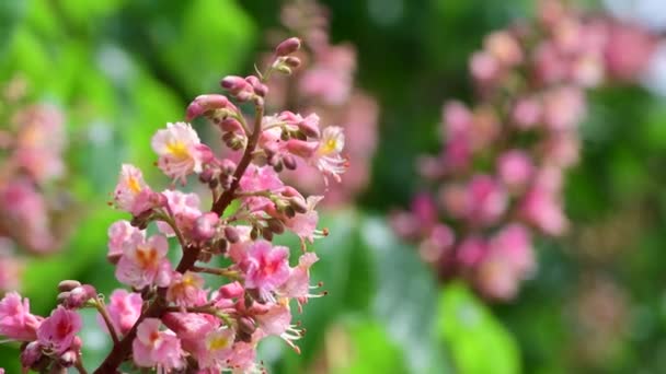 素敵なピンクの栗の木の花の枝4Kビデオ春の自然クローズアップ — ストック動画