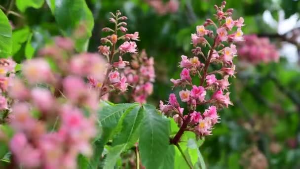 Nice Pembe Kestane Ağacı Çiçek Dalı Video Bahar Doğa Yakın — Stok video