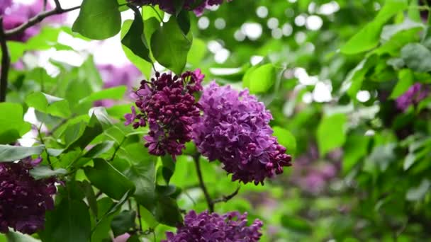 Primavera Naturaleza Flores Jardín Púrpura Flor Lila Bajo Lluvia Video — Vídeo de stock