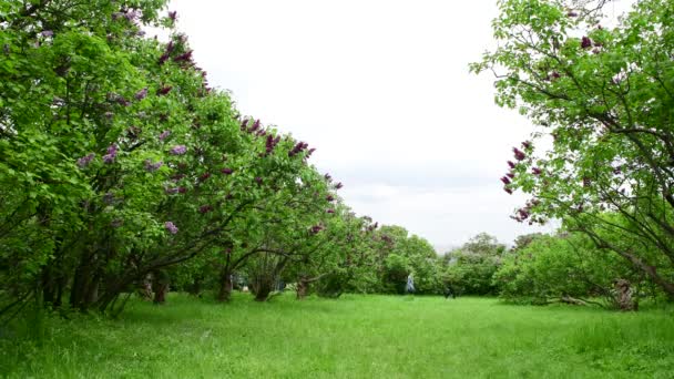 Primavera Natureza Flores Jardim Roxo Floração Lilás Sob Chuva Vídeo — Vídeo de Stock